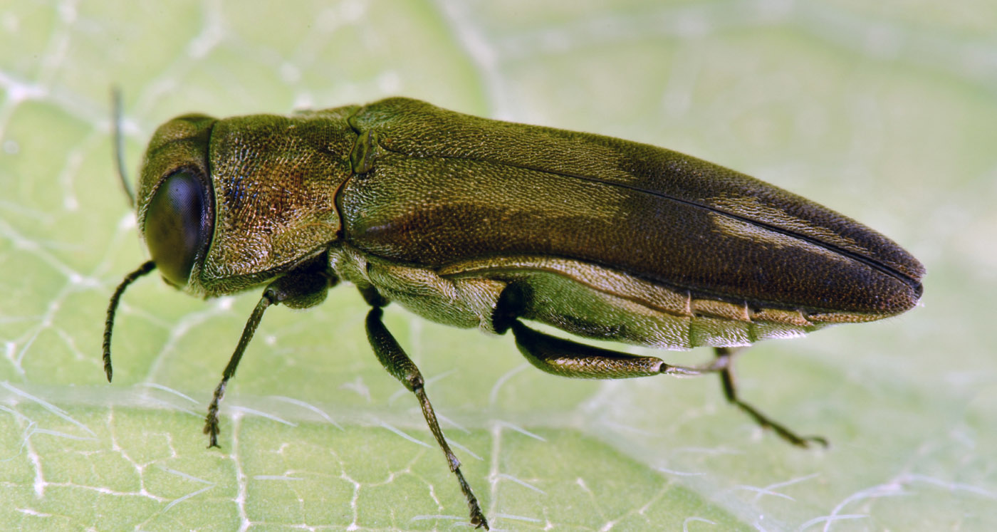 Buprestidae:  Agrilus derasofasciatus (cfr.)